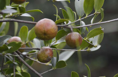 道县车边村：油茶迎来丰收年