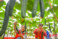 道县白马渡镇：大棚黄瓜采收紧 志愿服务来帮忙