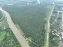 水利部发布10起河湖库“清四乱”典型案例⑦湖北省枝江市沮漳河阻水片林案