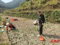 辰溪县谭家场乡：农技人员下田间  油菜播种育苗忙