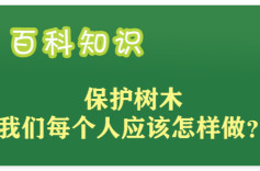 【长图】一棵树的告白