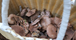 时令之约：山野寻菌