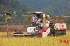 一种两收！溪口镇再生稻喜获丰收