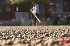 道县：立冬农事忙（组图）