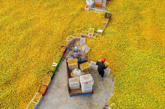 聚焦！60余名摄影师共绘橘乡美景