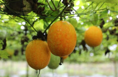 江华：吊瓜架下好“丰景” 特色产业助振兴