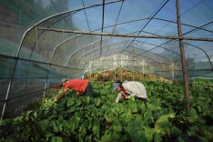 会同县:科学种植冬季蔬菜，让“冬闲田”变“增收田”