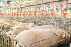 奔向现代化·拥抱数智化时代⑨ | 1000名“猪倌”如何轻松喂养40万头猪？