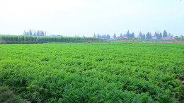 小小胡萝卜 助力乡村振兴梦