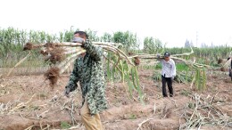 甘蔗丰收 甜蜜上线