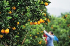 前10月湖南水果出口同比翻番！柑橘和鲜葡萄出口增长最多
