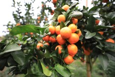 “湘”村振兴景正好 | 会同火神坡：金秋砂糖橘抢“鲜”上市，“甜蜜”产业助力乡村振兴