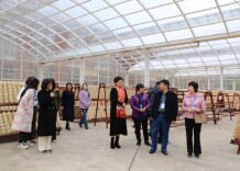 “茶香两岸 情牵山海”湘台青年茶文化交流团走进白沙溪