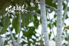 预告|“蜡”字为何是虫字旁？来，赏一场蜡花“雪”