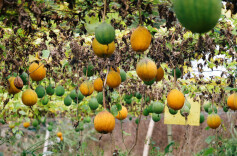 “湘”村振兴景正好 | 百亩瓜蒌成“金瓜”，丰收采摘富农家