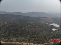 岳阳云溪区：解锁油茶产业致富的“科技密码”