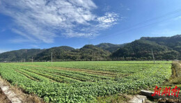 辰溪修溪镇：“三种思路”推动油菜扩面 夯实农业根基