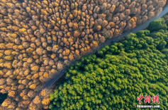 重庆南川：彩林绘就绚丽画卷 引游客打卡