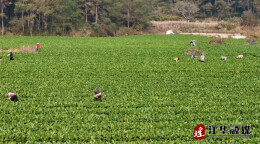 江华：壮大蔬菜种植产业 “蔬”写发展新篇章