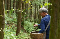 岐黄之路•本草出“湘”野①|“湘中药库”，迈进“黄精时代”
