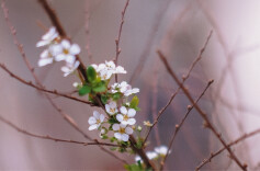 我是刘贵香 | 生发