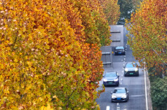 达瞰 | 梧桐树下