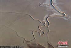 江苏盐城：黄海湿地现“龙尾潮汐树”景观