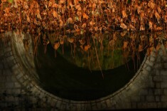 今日大雪 | 湖南，荷塘恰似一幅水墨画