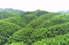 大力实施“1354”工程 | 瞄准“以竹代塑”新赛道，会同探索绿色生态发展新路子