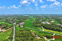 益阳市长春镇：木槿花开绘丰景 美丽乡村兴文旅