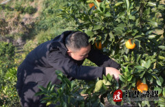 江华涔天河镇：脐橙喜迎丰收 乡村振兴结出幸福果