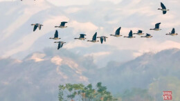 我的2024 | 张京明 ：飞羽随心到碧霄