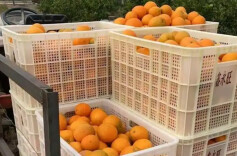 经武热评丨 “赛博卖橙”，开辟助农新赛道