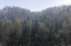 药菇山下的友爱宁静惬意