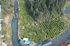 “柑”甜可口 春节临近沃柑热销