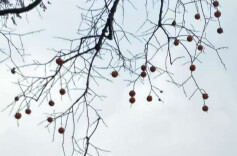 散文丨王跃文：泸溪的烟火