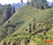 湘西木耳村，手可摘星辰