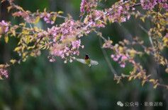 湖南早春 | 超美的花花世界等你来打卡