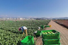 这里的白菜，凭啥不再只卖“白菜价”