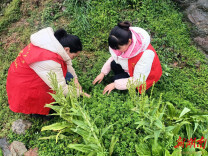 新街街道：全覆盖、无死角，织密禁种铲毒防护网