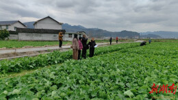 永顺：农技专家下乡送技，助力油菜增产增收