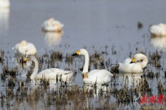 来自洞庭湖的未接电话