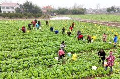 石门白洋湖社区利用冬闲田开展蔬菜轮作种植，让“冬闲田”巧变“增收田”