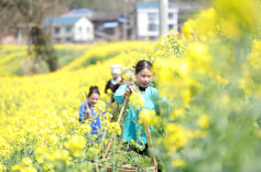 油菜花开，只等你来！共赴春日里的“花海盛宴”