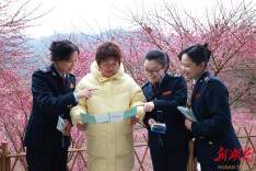永顺税务：税惠赋能 梅花园里蹚出芬芳致富路