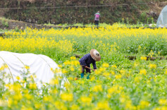 图片新闻 | 惊蛰田间耕作忙