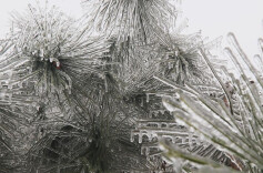 城步：三月惊现冰雪童话 雾凇冻竹美若仙境