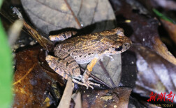 永顺小溪国家级自然保护区发现两栖动物新种——永顺掌突蟾