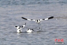 山东青岛：海鸟翔集绘生态画卷