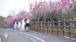 视频 | 赏雨母山樱花：赴一场春天的浪漫之约